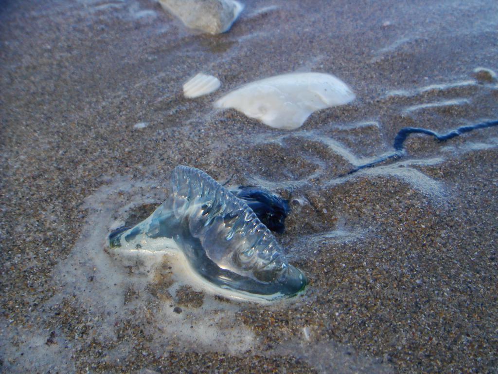 Blue translucent sea creature on the sand 