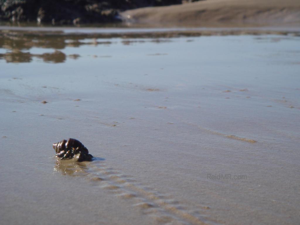 Snail crawling along the beach with its trail behind it.