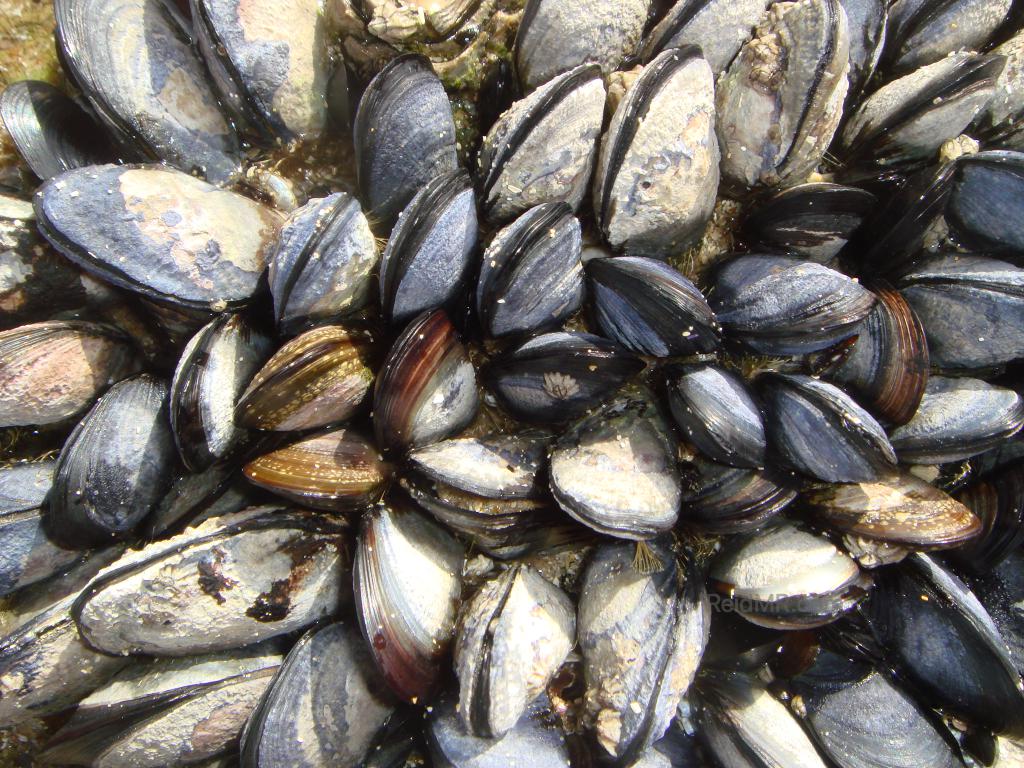 A bunch of shells packed on structures near the ocean