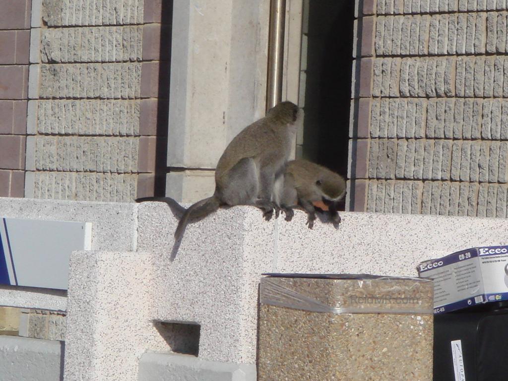 Some wild monkeys at my campus, about to dig through the trash bins.