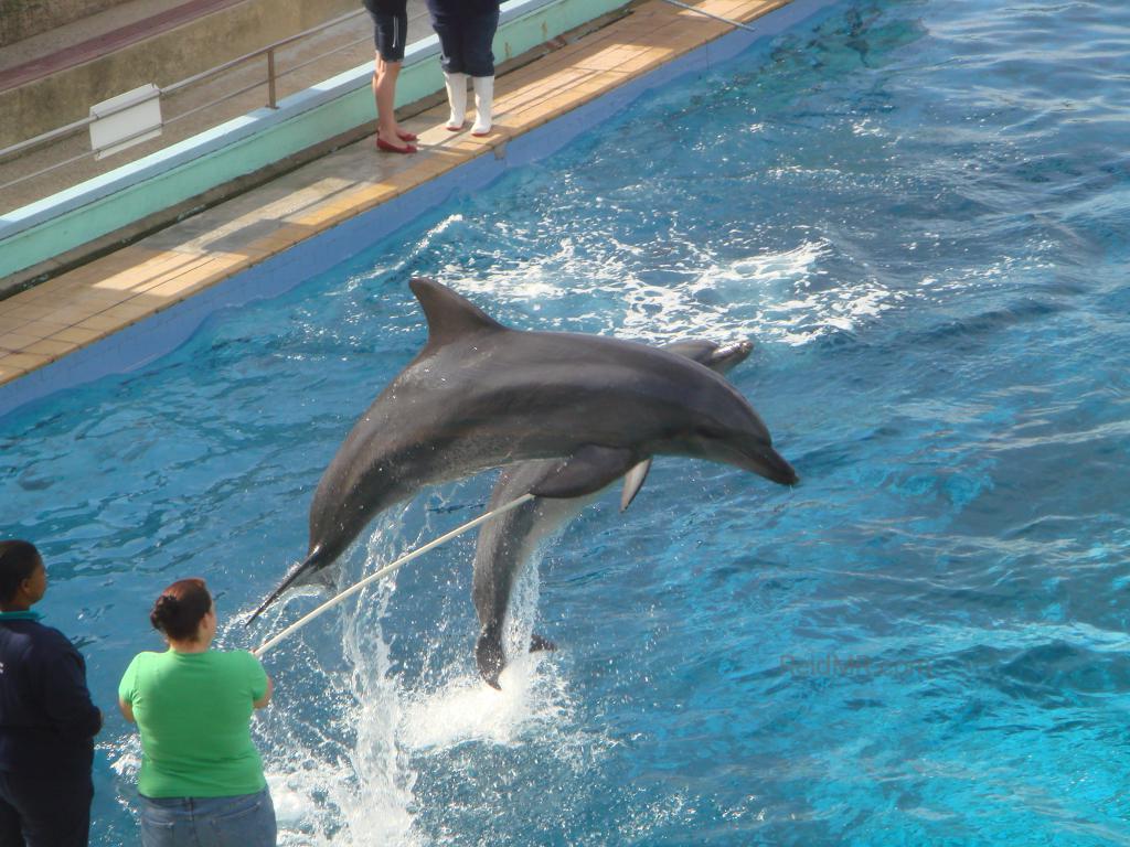 Dolphins jumping over a pole at the aquarium.