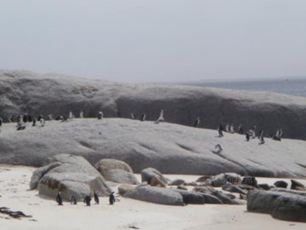 A penguin conservatory on the way to Cape of Good Hope.