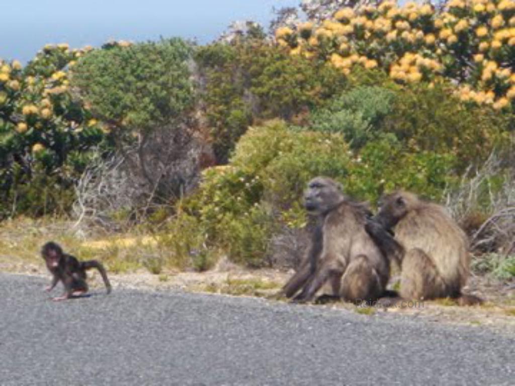 Baboons on the side of the road near Cape Point, with wild yellow flowers.