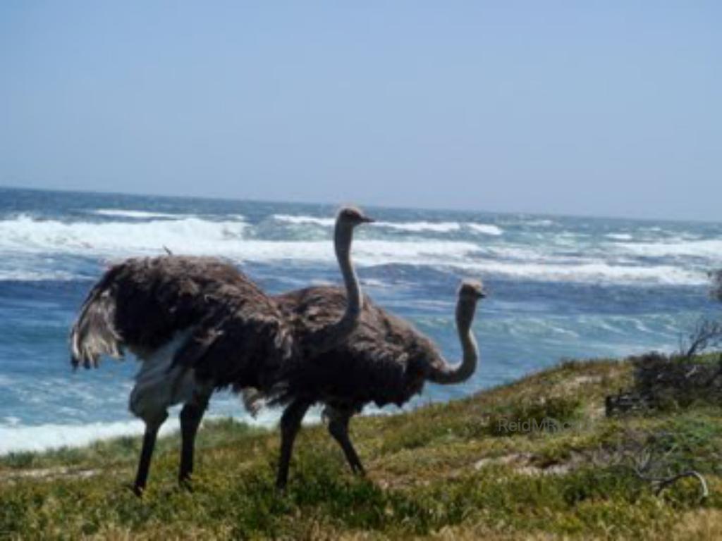 Two ostriches at Cape Hope.