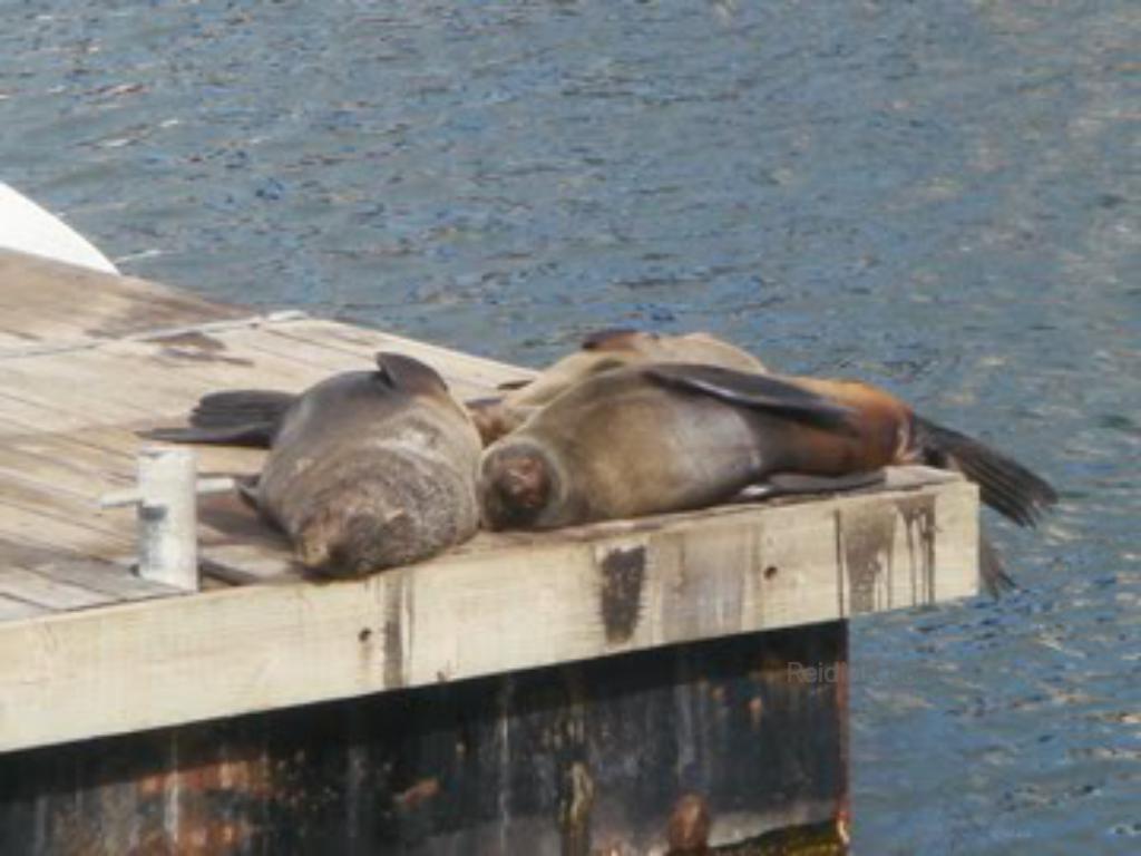 Seals on a dock on the ocean. In Cape Town proper.