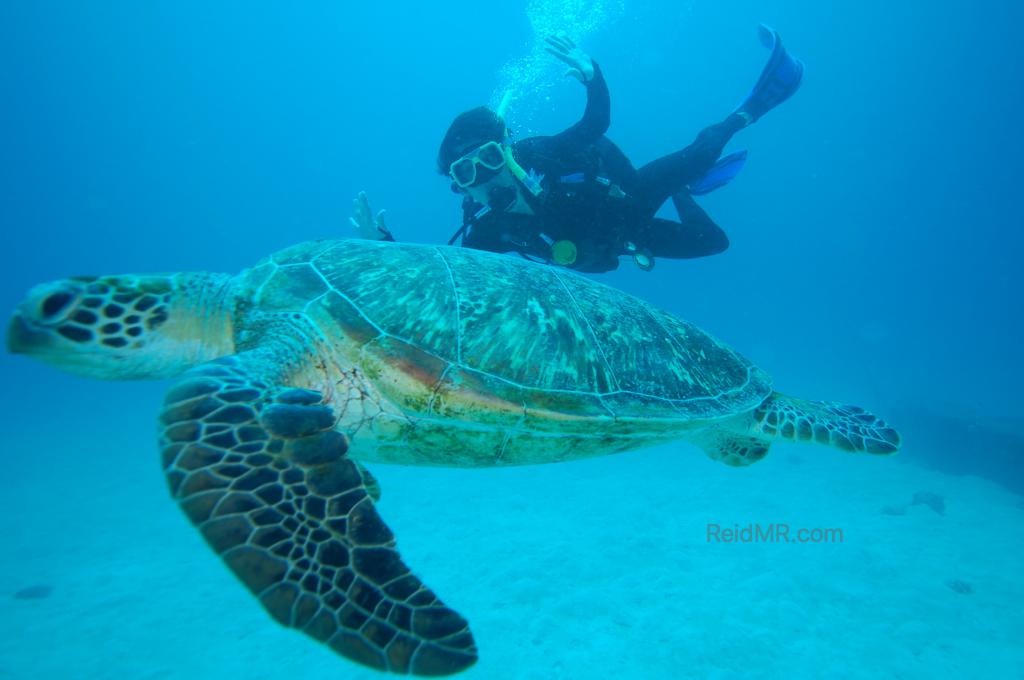 Ben scuba diving right by a sea turtle. 