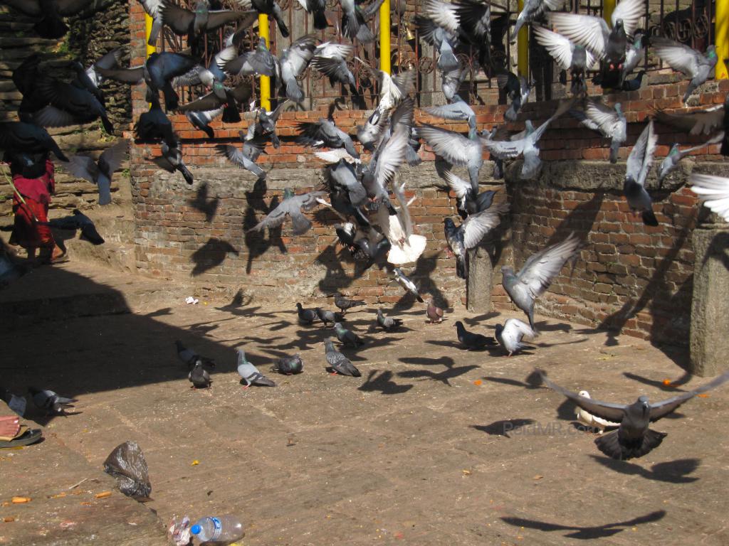 Birds on our day trip, flying up after something startled them