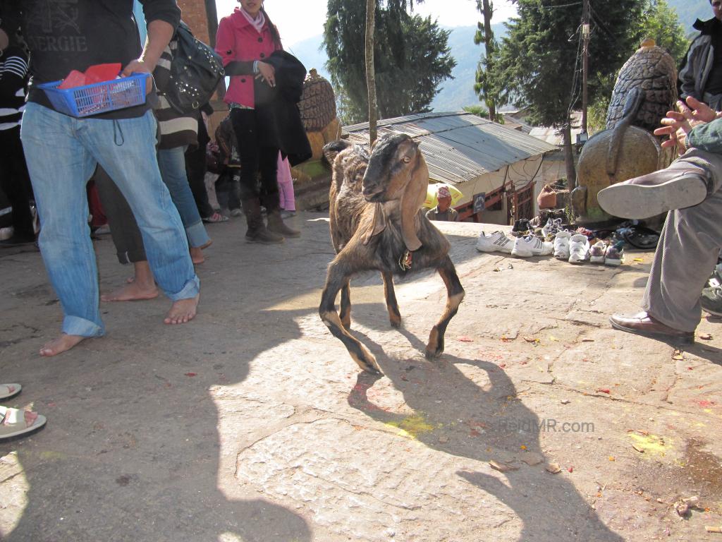 A photo of a crippled goat, it's front legs bent very clearly