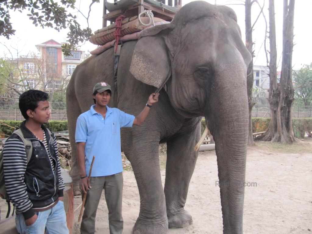 Elephant and its handler 