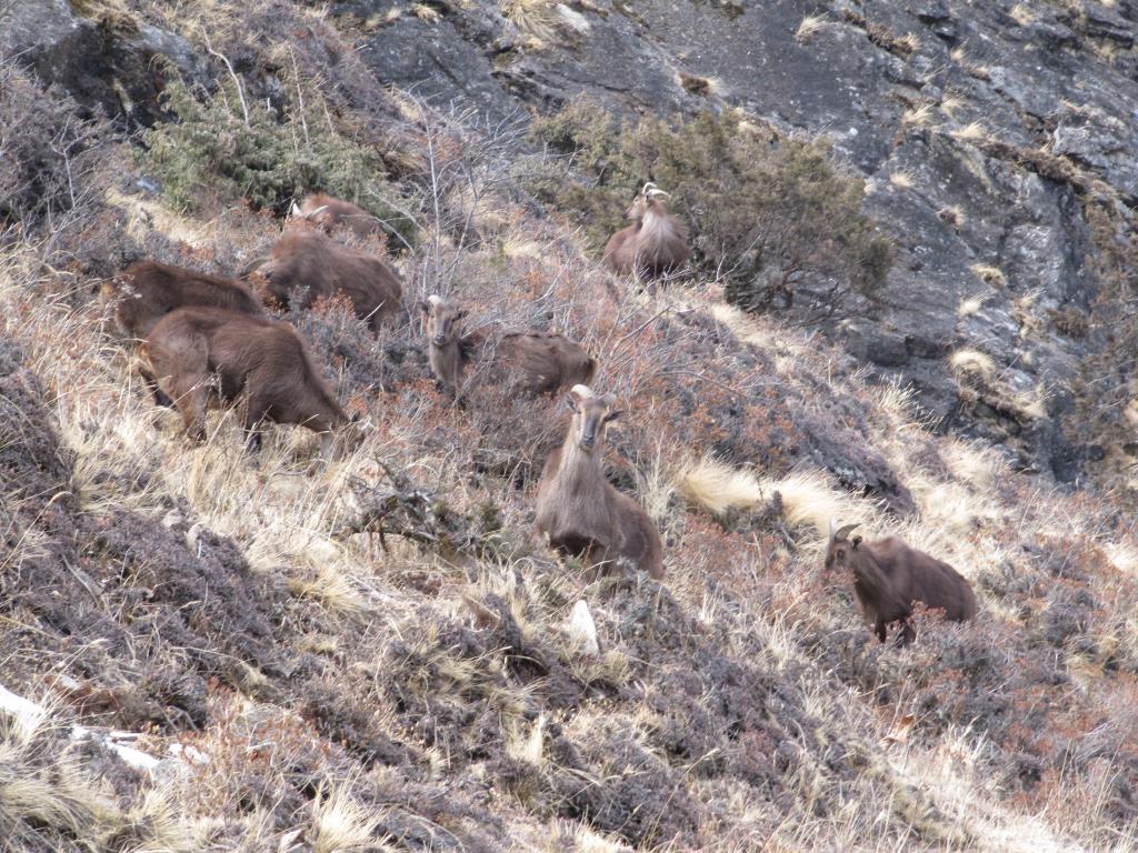 Ram like animals found in the mountains