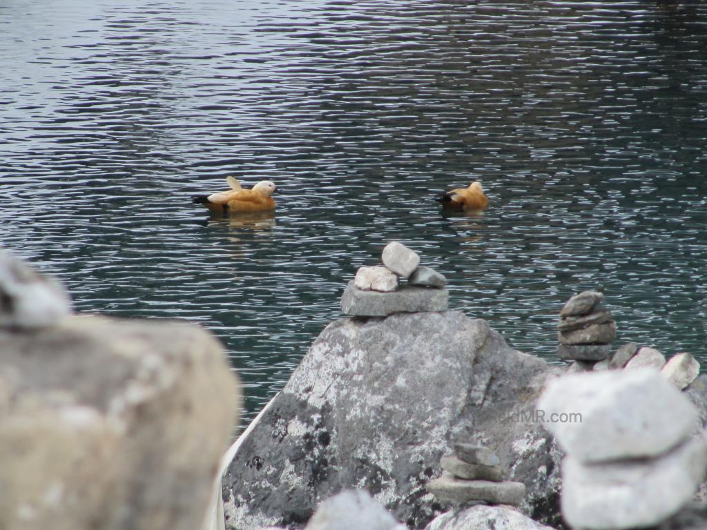 Yellow ducks near Gokyo Ri