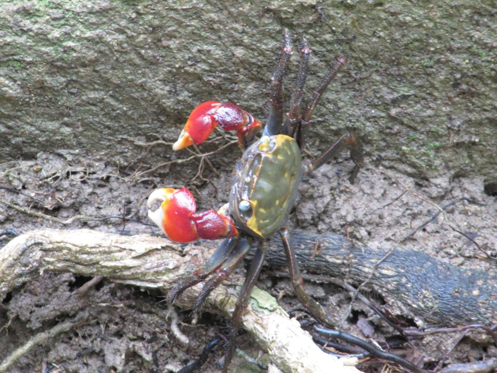 A brownish crab with bright red claws