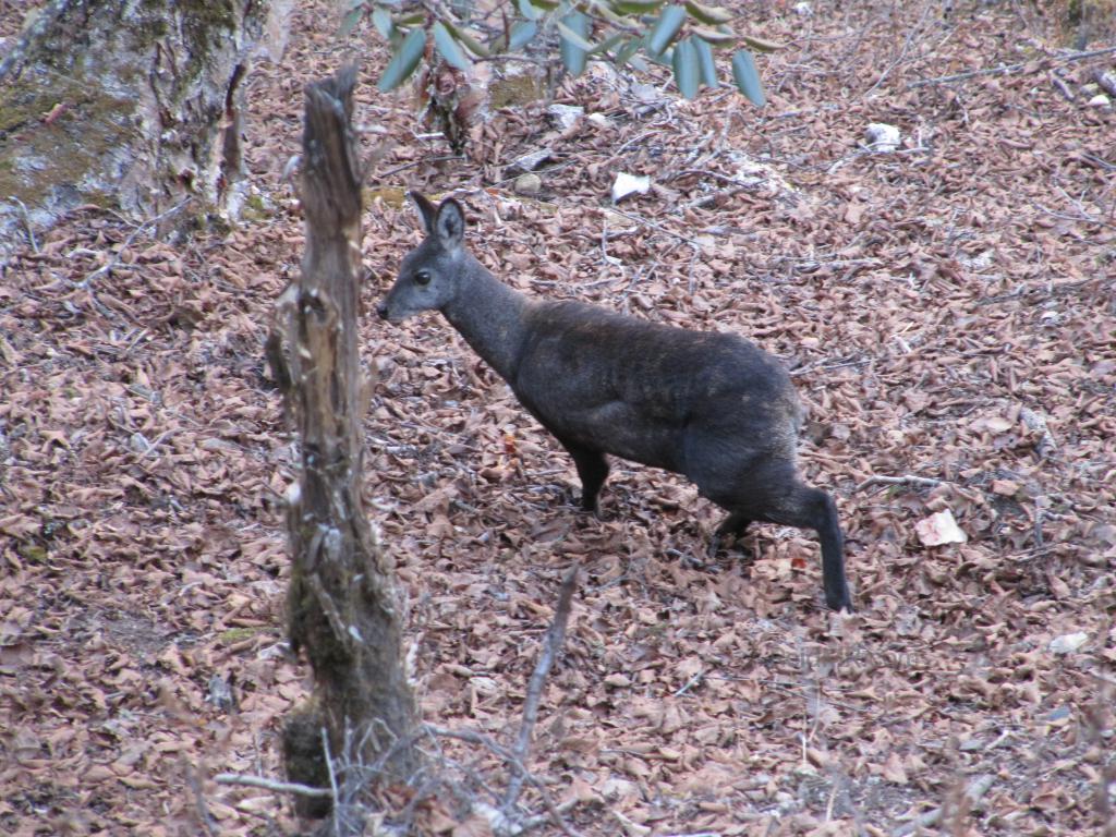 An animal in the Himalayan area, in the leaves 