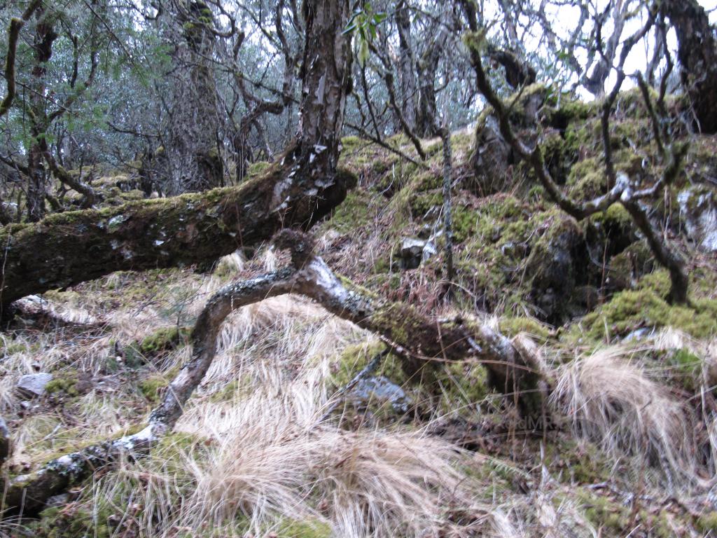 Moss and forest near Everest. 