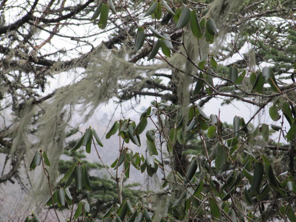 Moss hanging from the trees