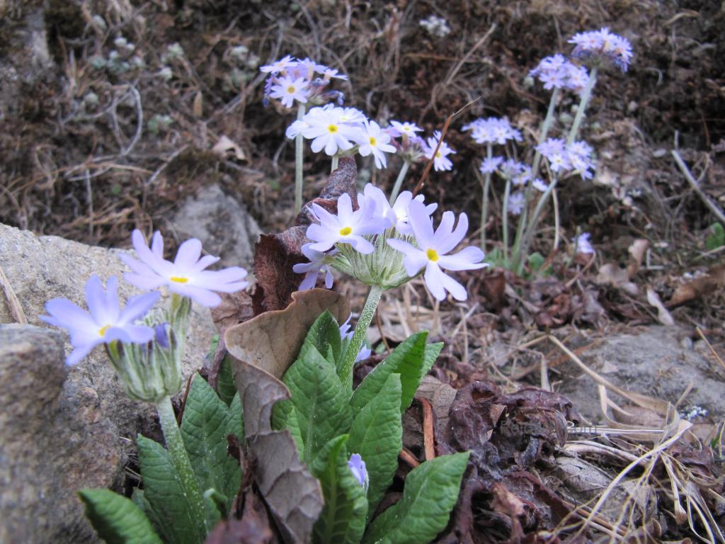 Newly blooming purple wild flowers. 