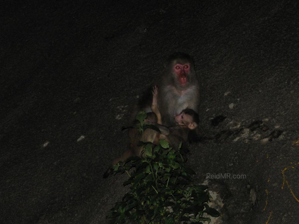 A mother monkey and her baby, it is dark. 