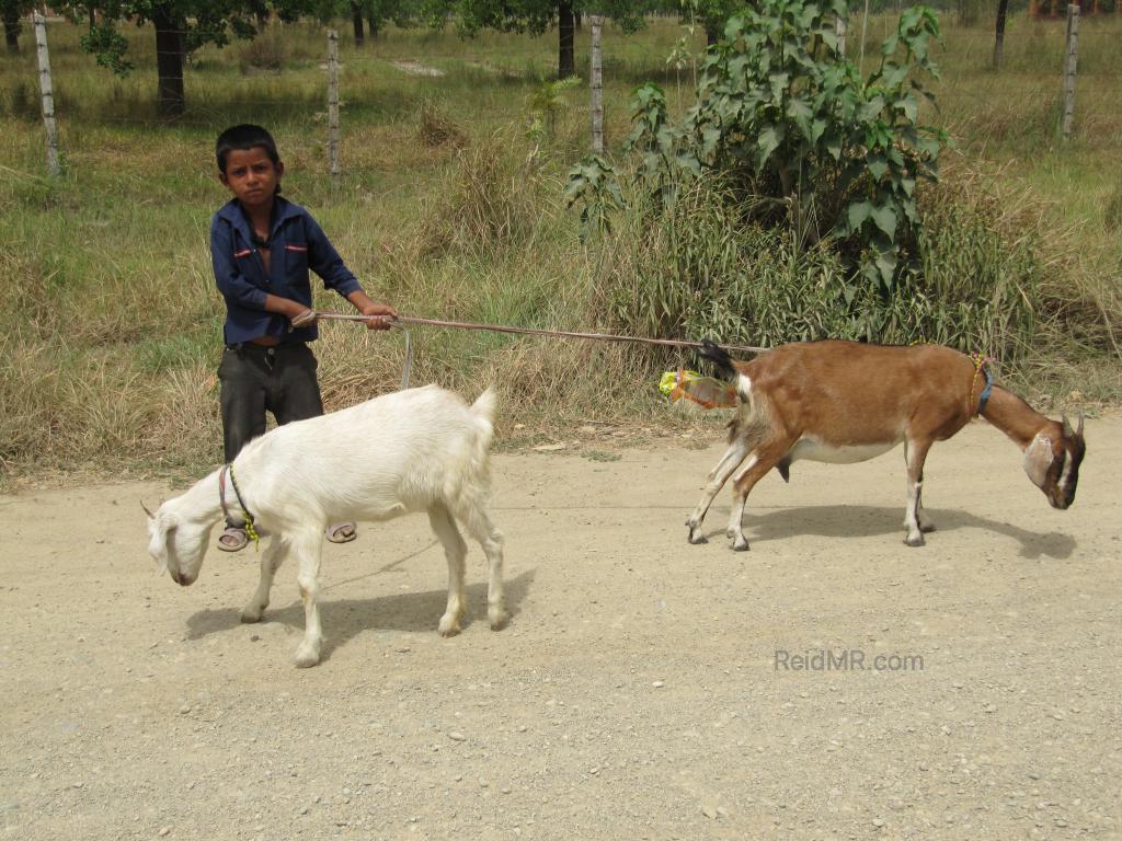 A little boy, maybe six, walking two goats. 
