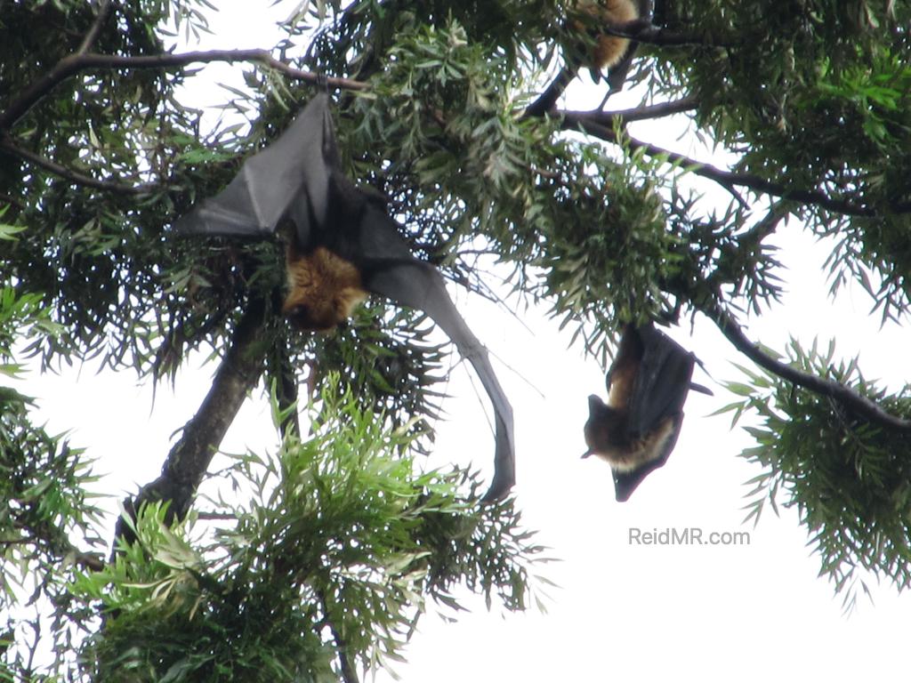 Huge bats hanging in the trees