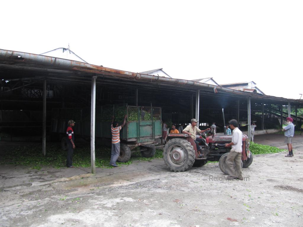 Lankapara Tea barn, where the harvesters are unloading trailers of tea leaves