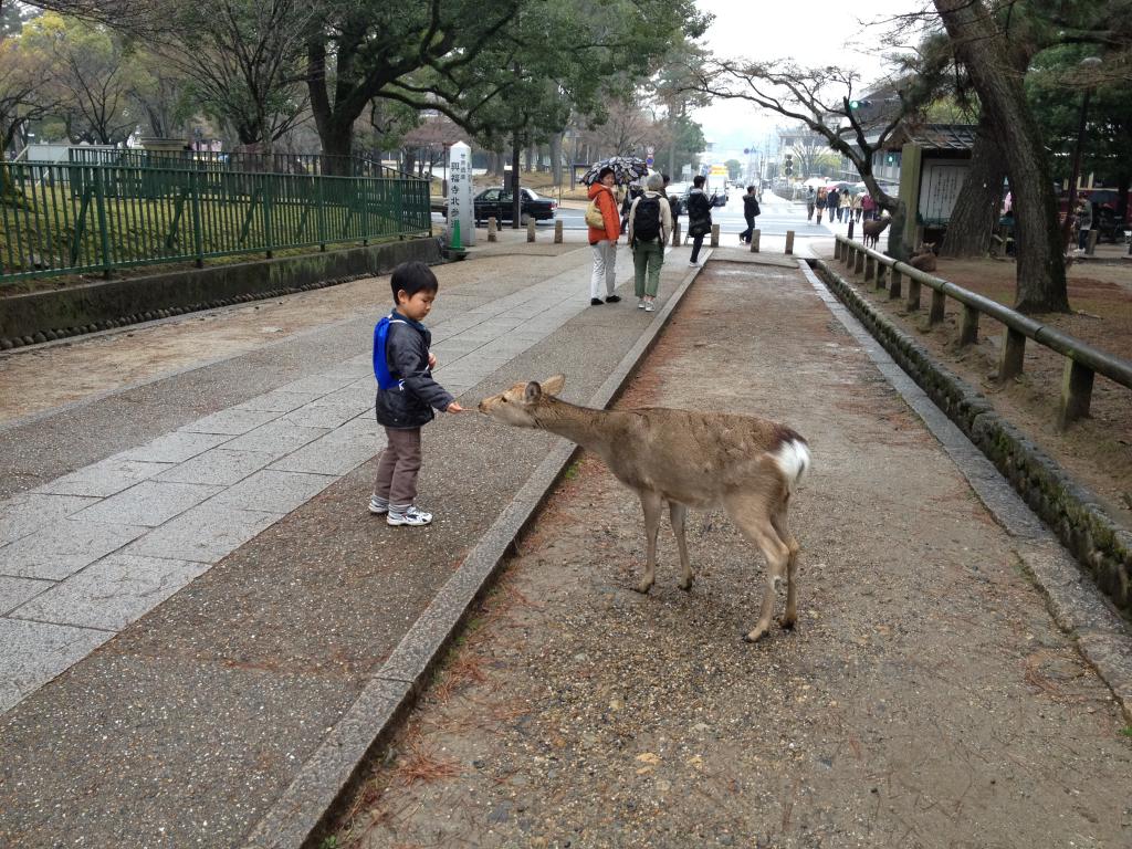 A little boy feeding a deer at Nara Park