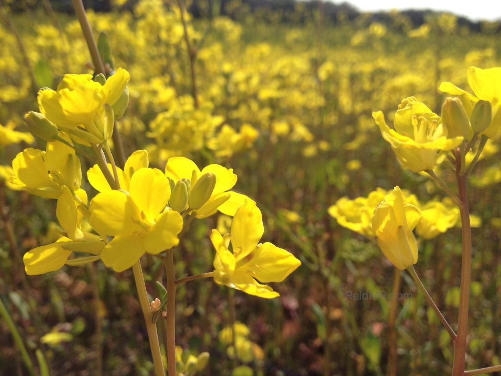 Yellow field of canola blossoms. 