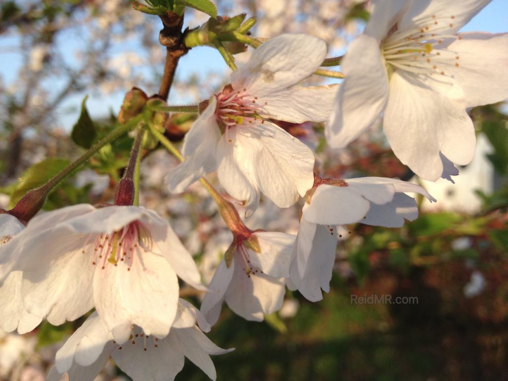 A white cherry blossom