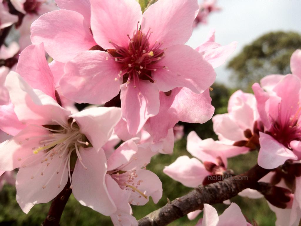 A pink cherry blossom