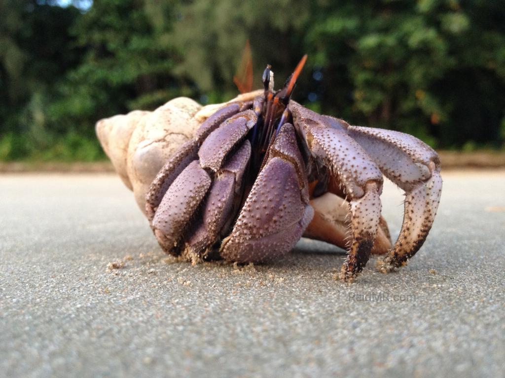 Crab coming out of the shell right on the beach