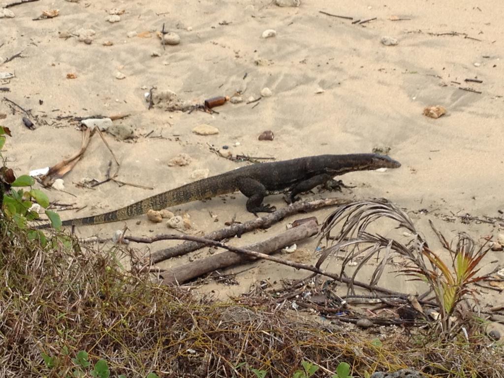 Small monitor lizard on the beach