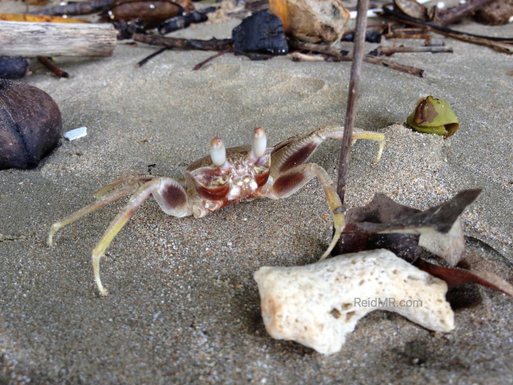 Crab on the beach 
