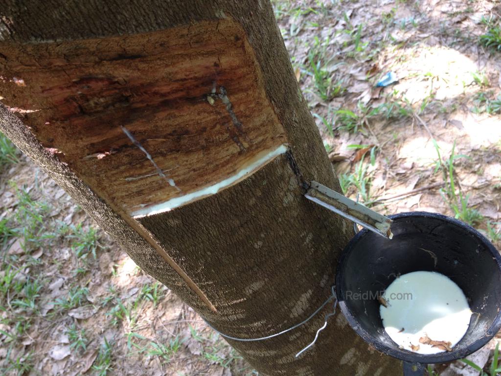 A rubber tree with the incision and sap leaking into a container