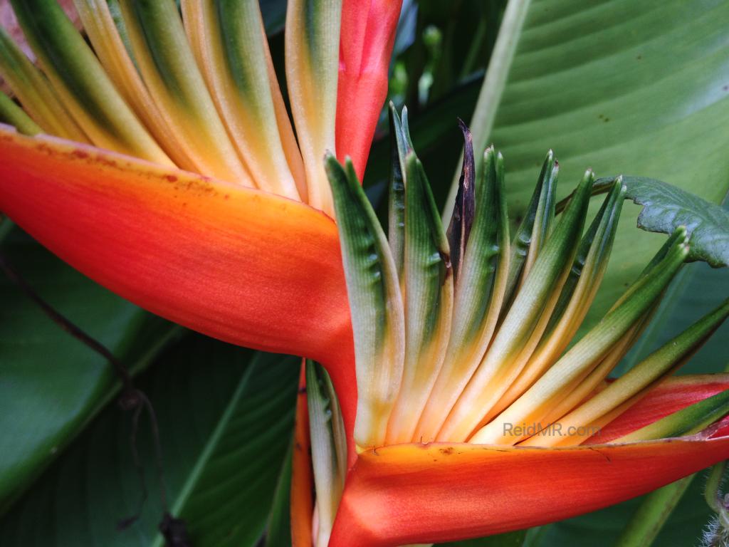 A red, green and yellow flower at Peak Hill