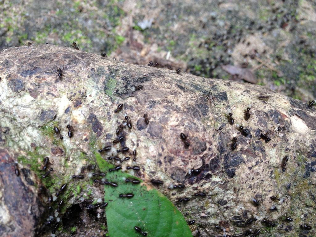 Ants marching along the ground in the Muka Head National Park