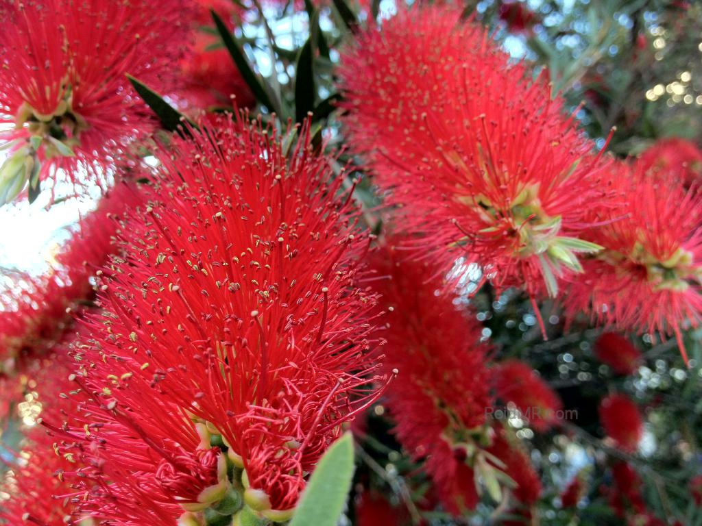 Some neat looking red flowers. 