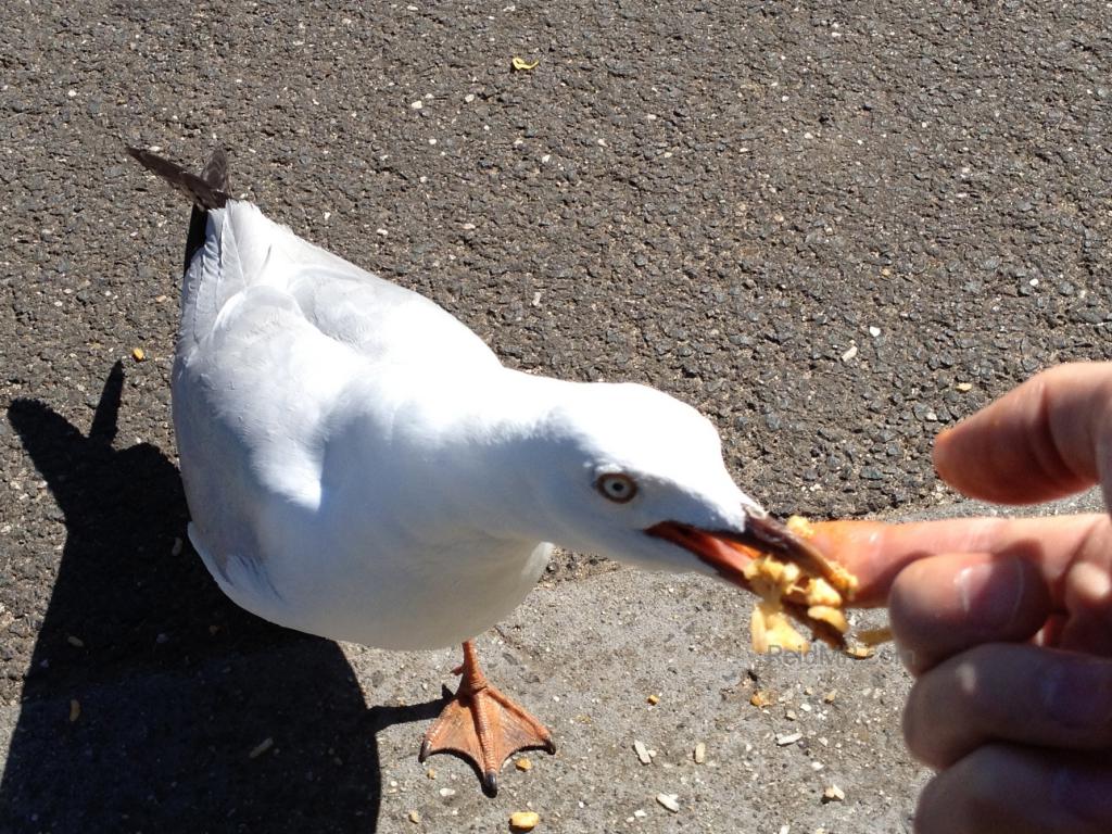 A seagull eating rice from my finger with it's beak gripping my finger. 