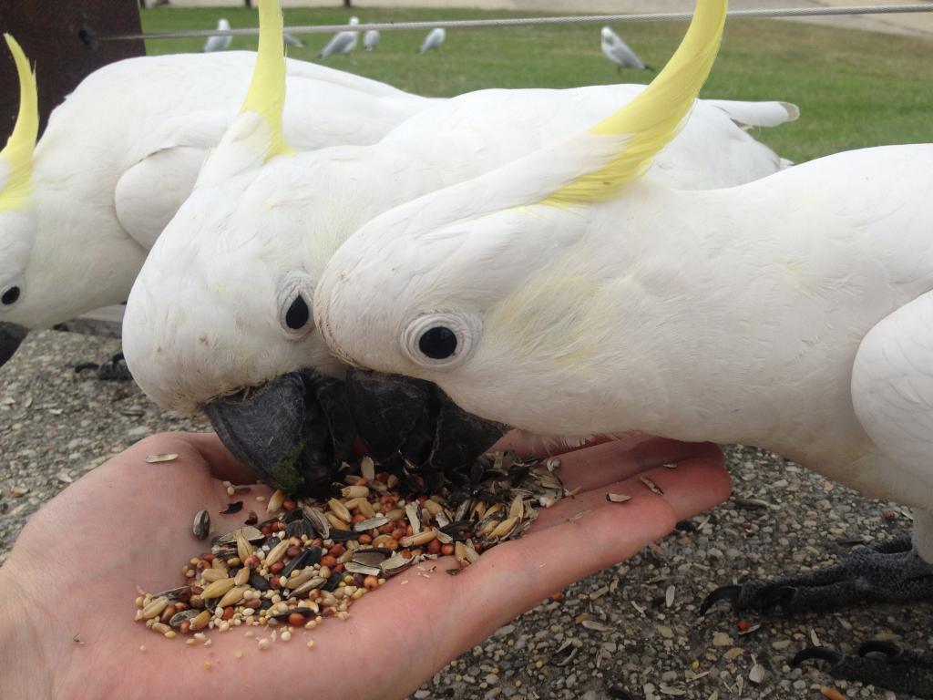 Two cockatoos eating from my hand with a third behind.