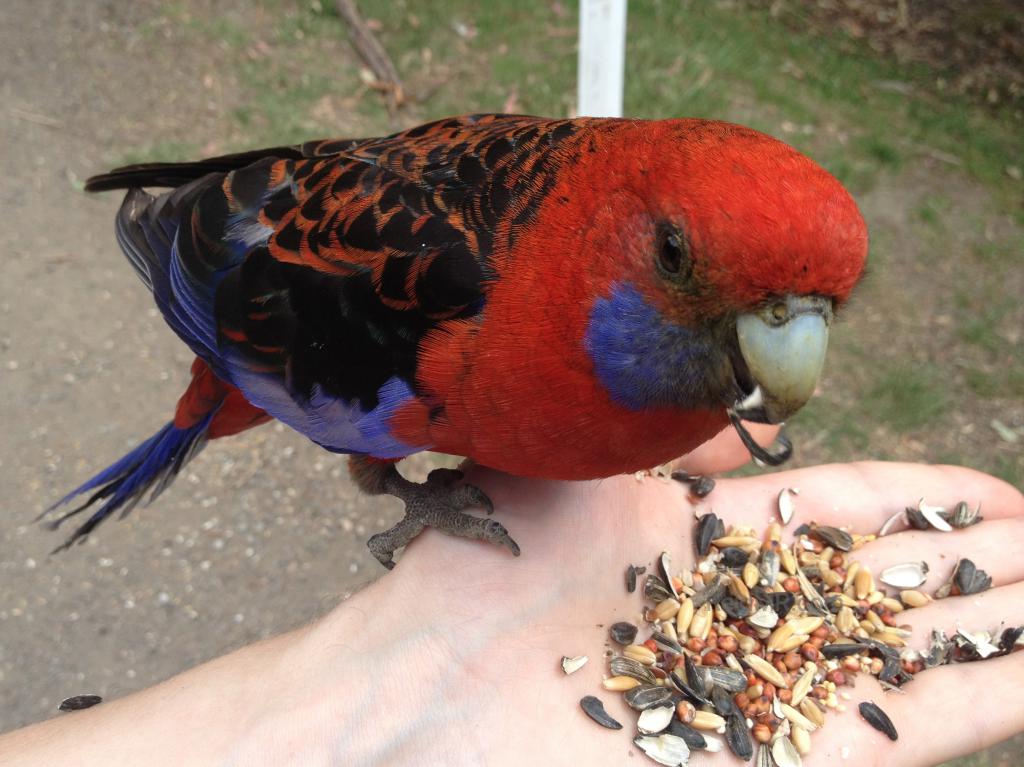 A rosella eating from my hand.