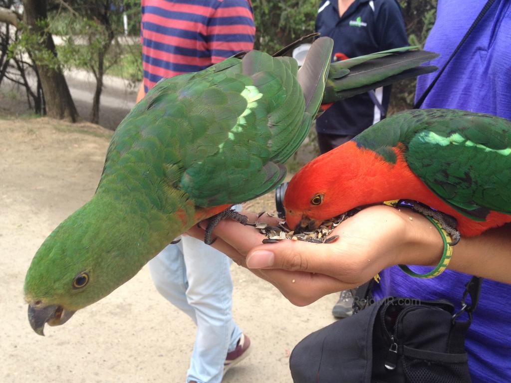 Two king parrots eating from someone's hand.