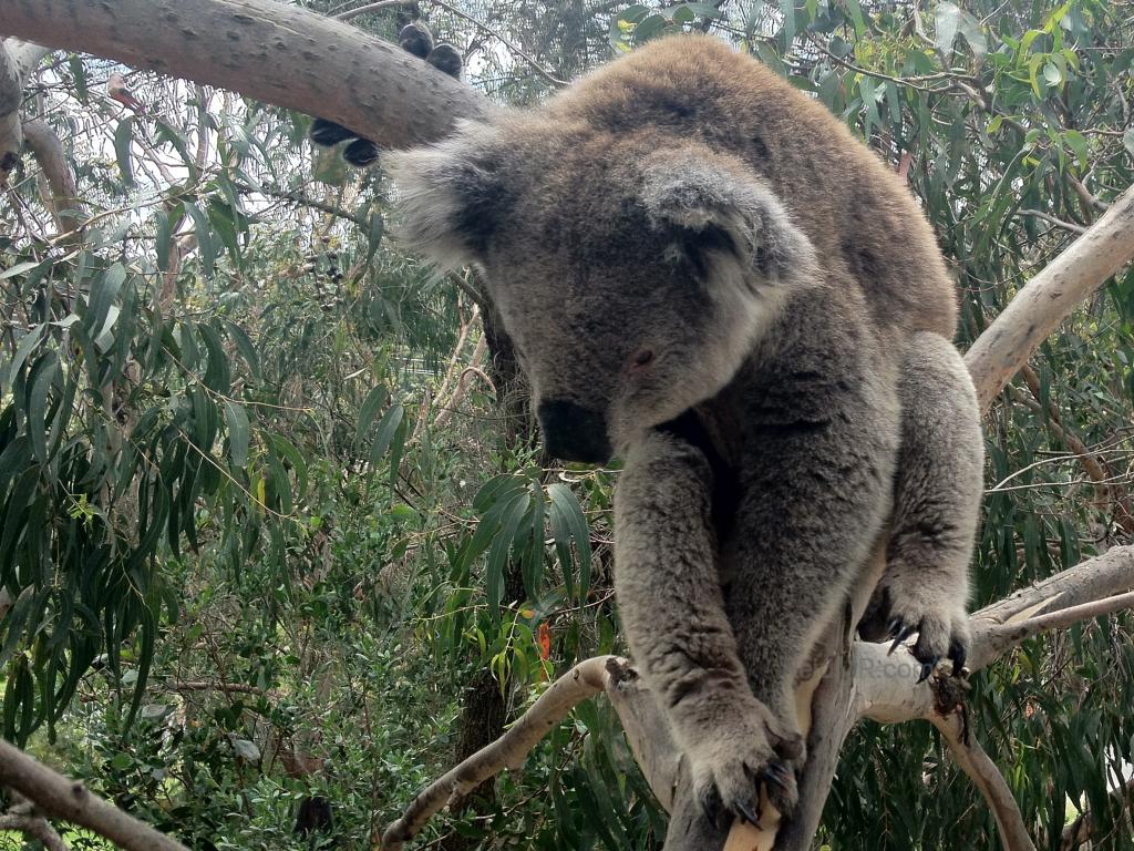 A koala sleeping up in the tree. 