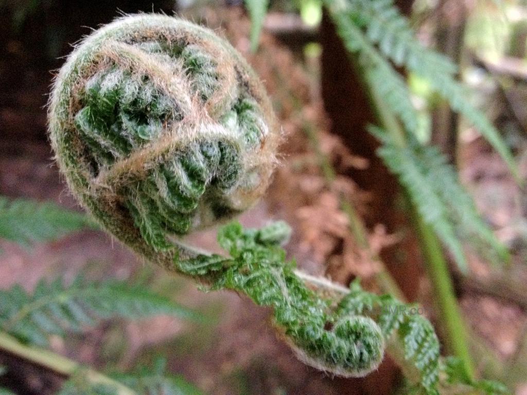 A fern rolled up in a ball. 