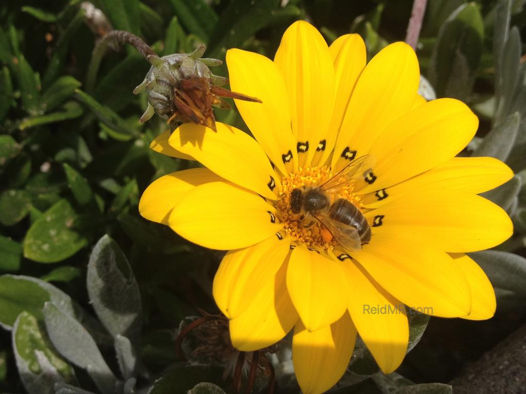 A bee on a yellow flower. 