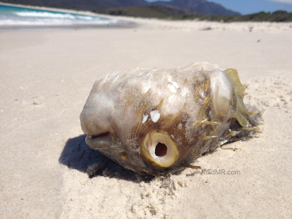 A puffer fish dead and upside down with hollow eyes on the beach.