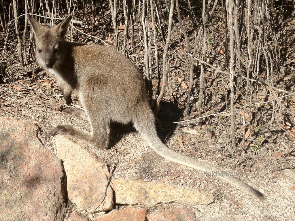 A wallaby on the side of the trail looking at me. 