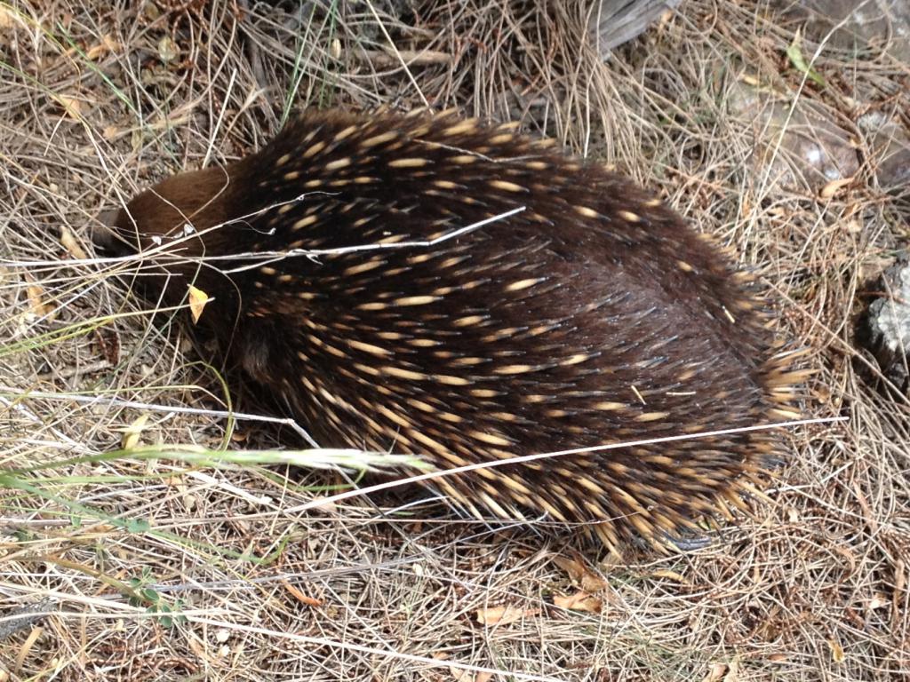 An echidna foraging in the grass.