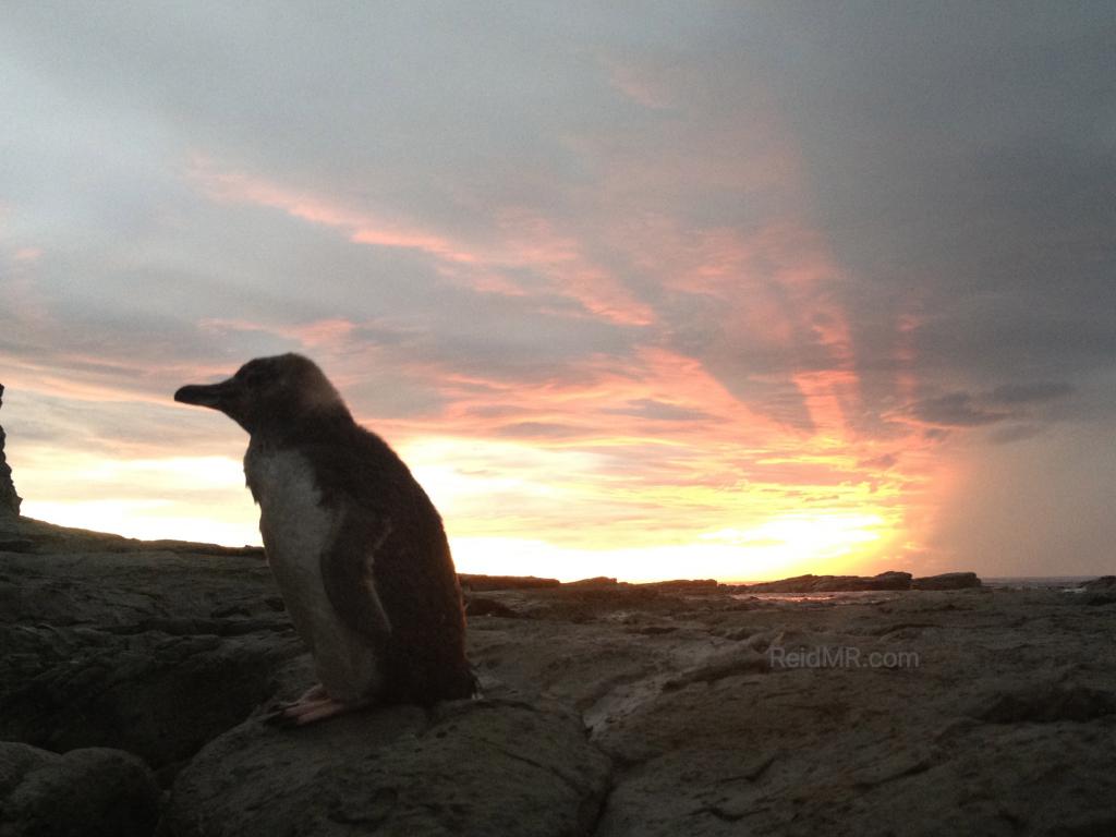 Penguin with a great sunrise in the background. 