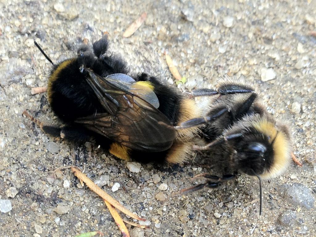 Two bees doing 'it' on the path.