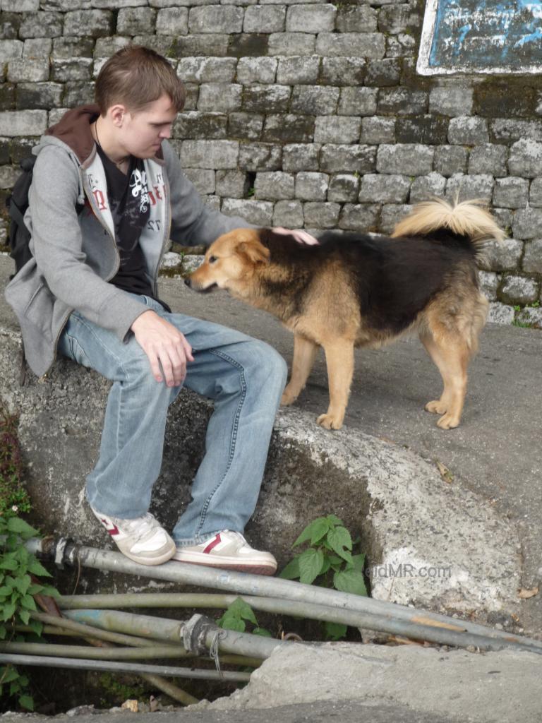 Me petting a stray dog